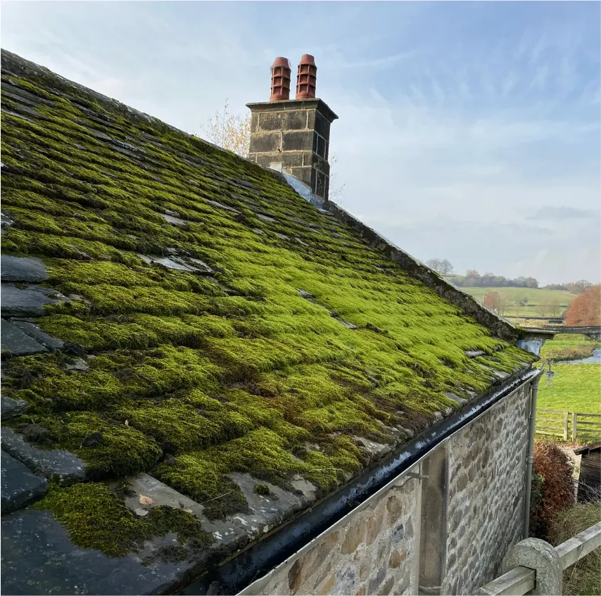 mossy-roof